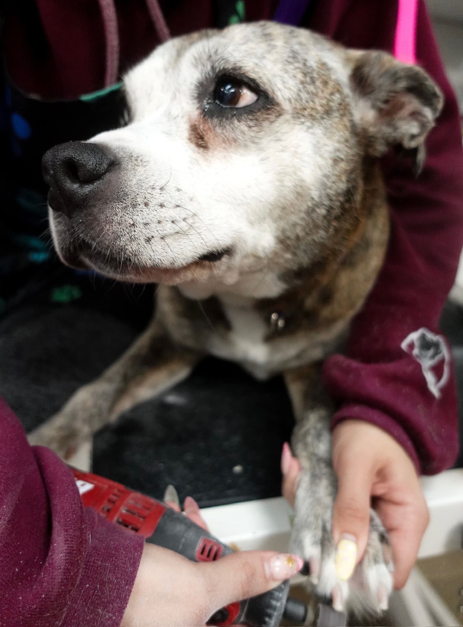 Shellie's Grooming gallery image
