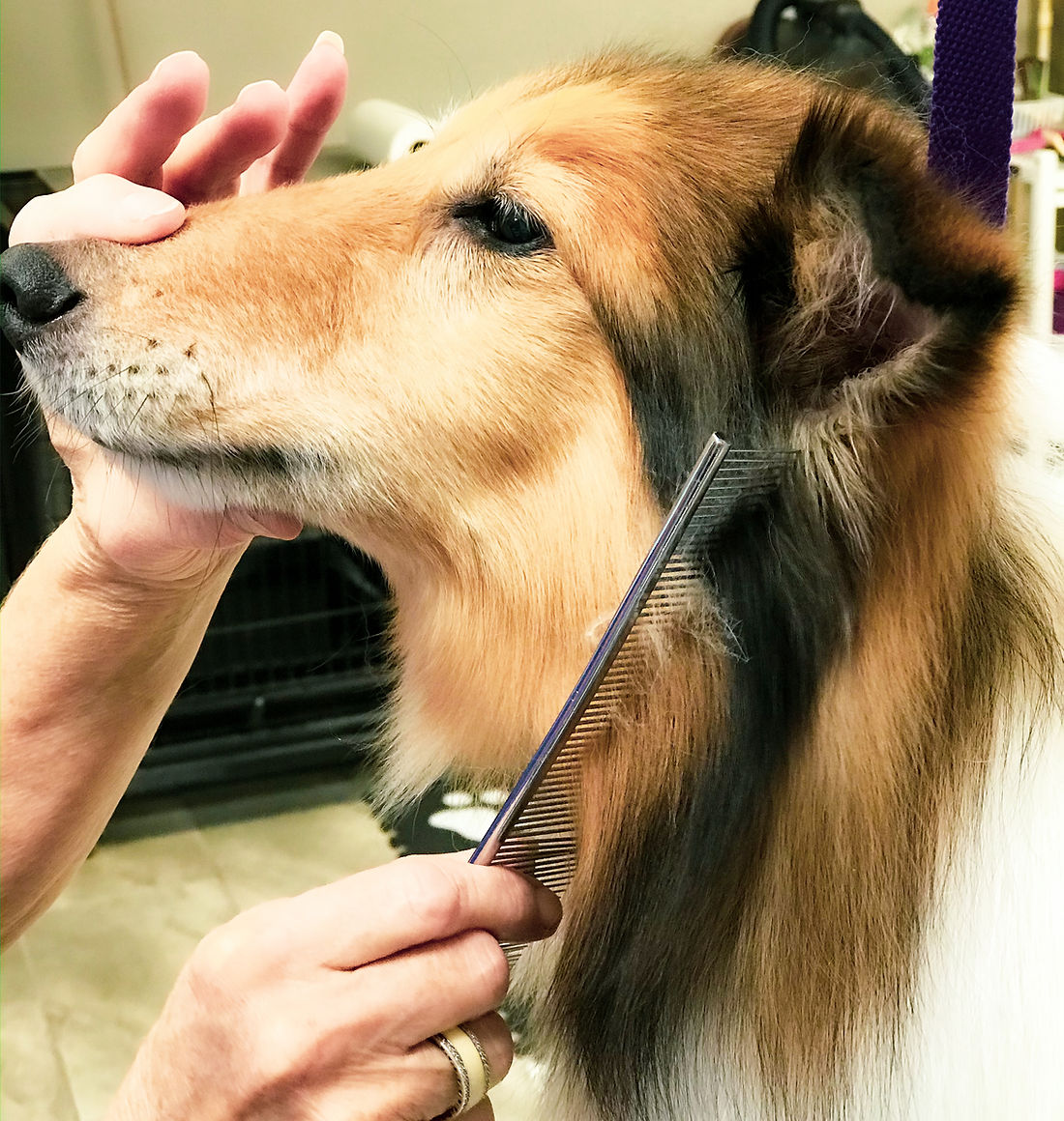 Full Groom